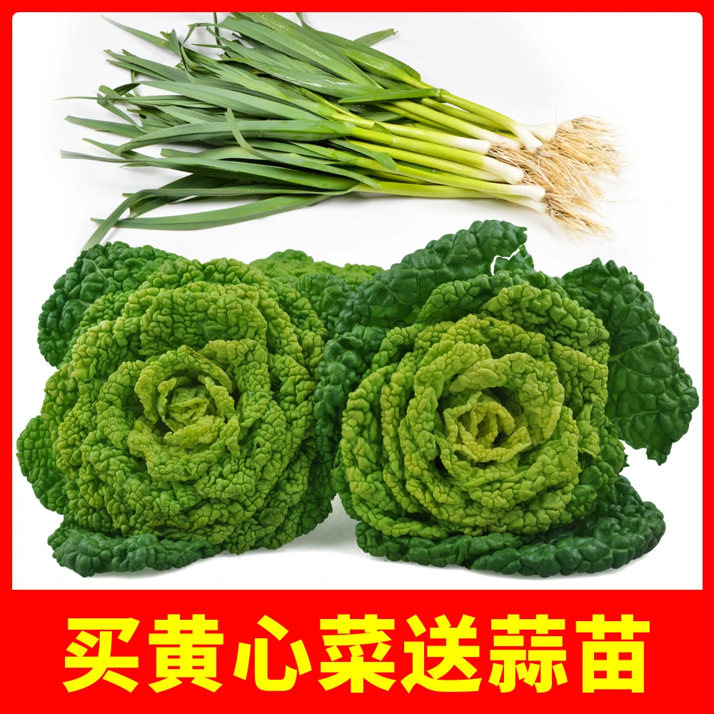 珍口福河南特产黄心菜新鲜蔬菜霜冻青菜黄心乌泡泡菜乌塌菜4斤