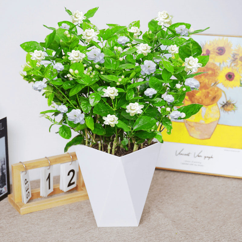 【清香型茉莉花】带花苞发货盆栽开花多花卉绿植易活爆花春夏秋
