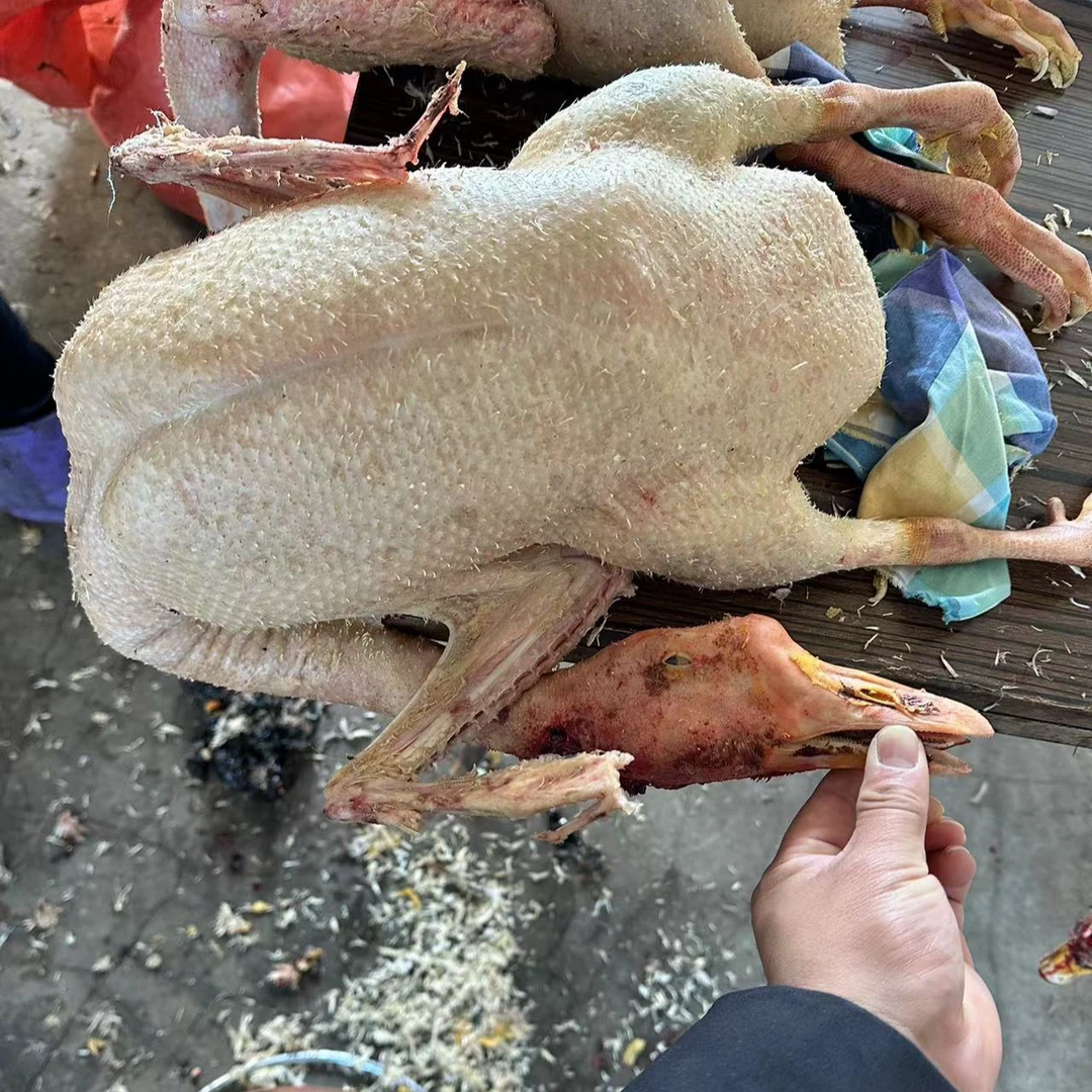 东北散养草地笨大鹅，溜达鹅寒地黑土生长周期长黄皮红肉，粮食喂养