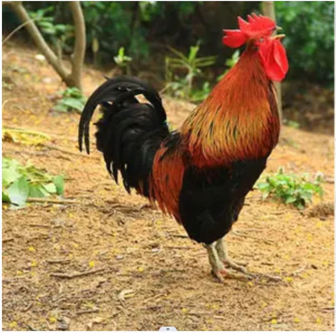 东北农村草甸子散养大公鸡，黑土寒地生长周期长，皮紧肉紧实。