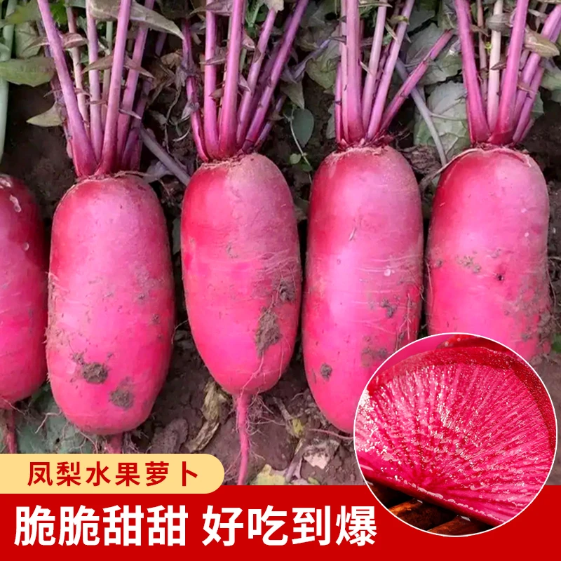 凤梨水果萝卜种子 脆甜多汁阳台盆栽小院种植蔬菜种子秋季