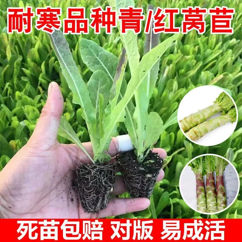 莴笋苗尖叶青皮莴苣苗挂丝红皮莴笋苗菜秧苗耐寒蔬菜苗子阳台苗