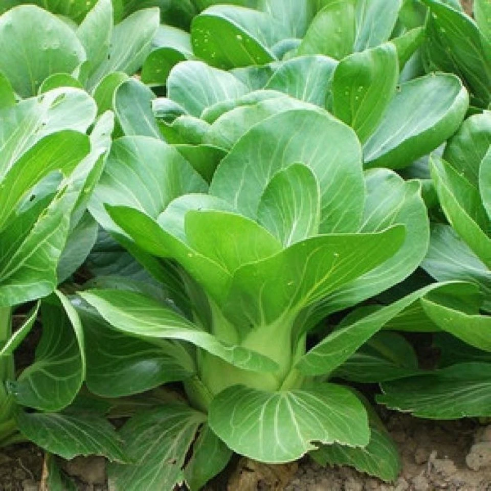 六月慢青菜种子家庭阳台种植菜园种籽高出芽率青菜籽露地露台栽培