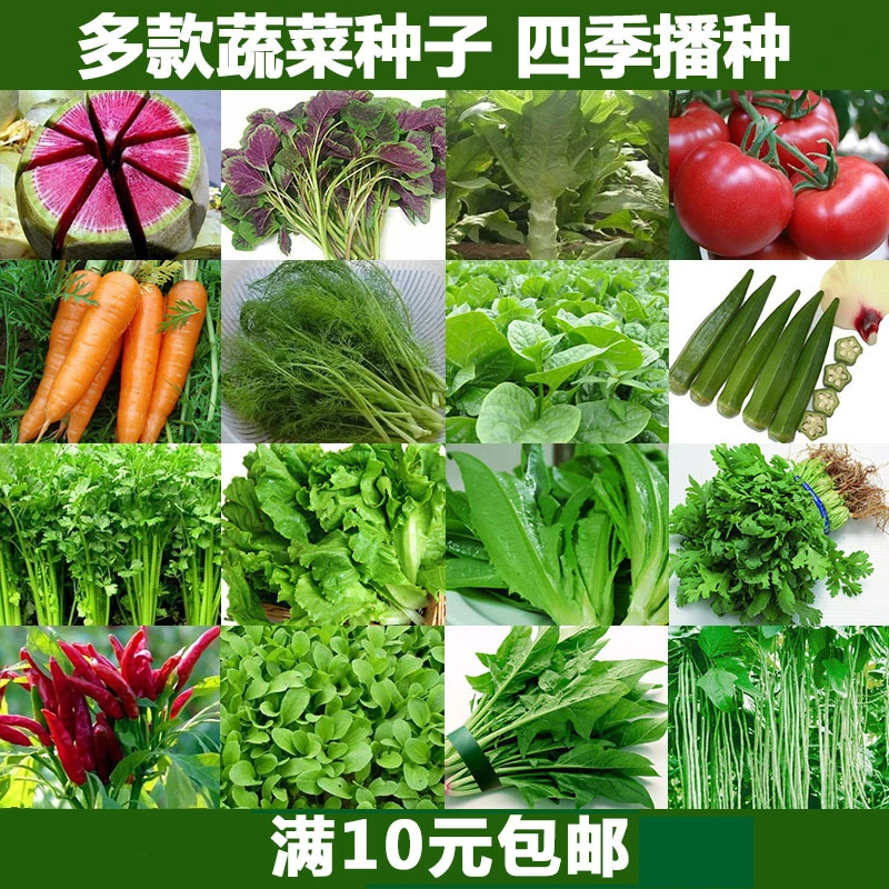 蔬菜种子鸡毛菜菠菜小葱香菜秋葵黄瓜豆角西红柿番茄四季播易种