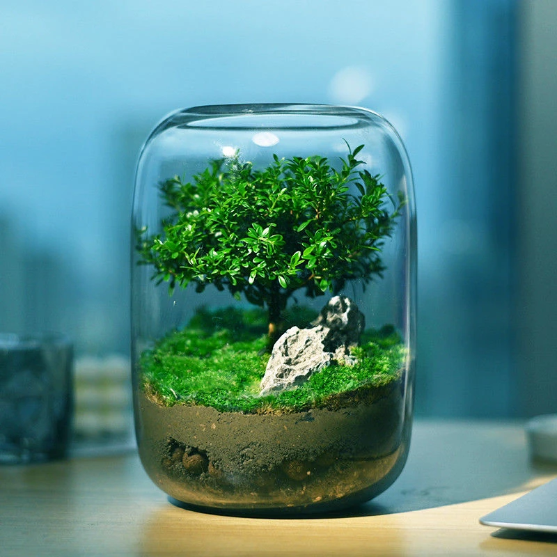 新店大促大促生命之树生态瓶真植物苔藓微景观办公室成品室内送礼