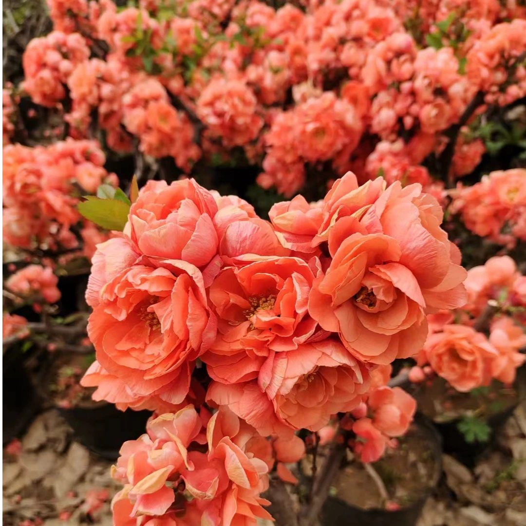 原生各种海棠花品种