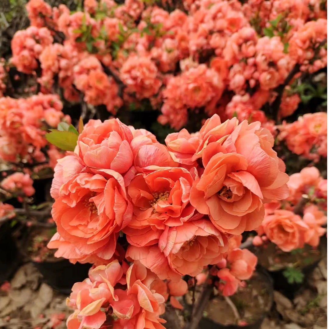 原生海棠盆景系列