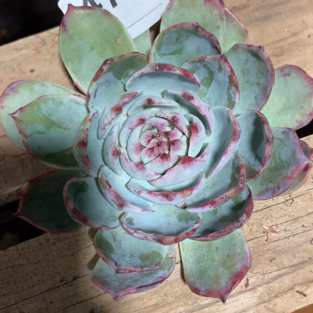 w****惊鸿娃427号