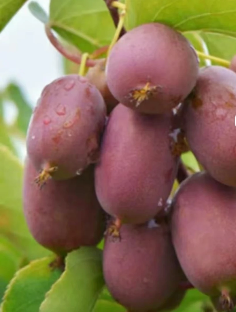 绿植盆栽地栽软枣一年母苗红玉王（拍一发二）