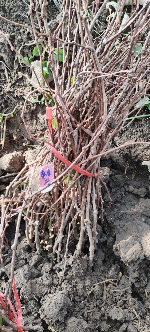 绿植盆栽地栽无毛库库瓦自花授粉（无需公树）