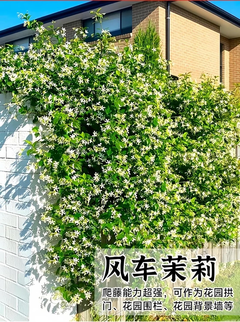 风车茉莉爬藤植物庭院大苗络石藤银丝茉莉四季开花盆栽花卉浓香型