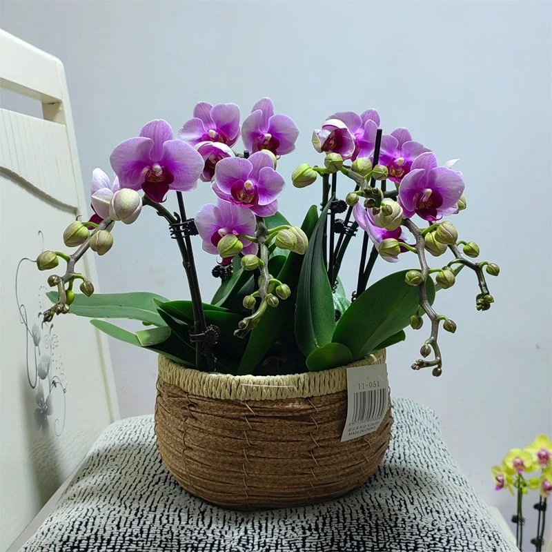 蝴蝶兰宝贝 原培育盆发货不带花盆 粉红色高档兰花  带花带花苞