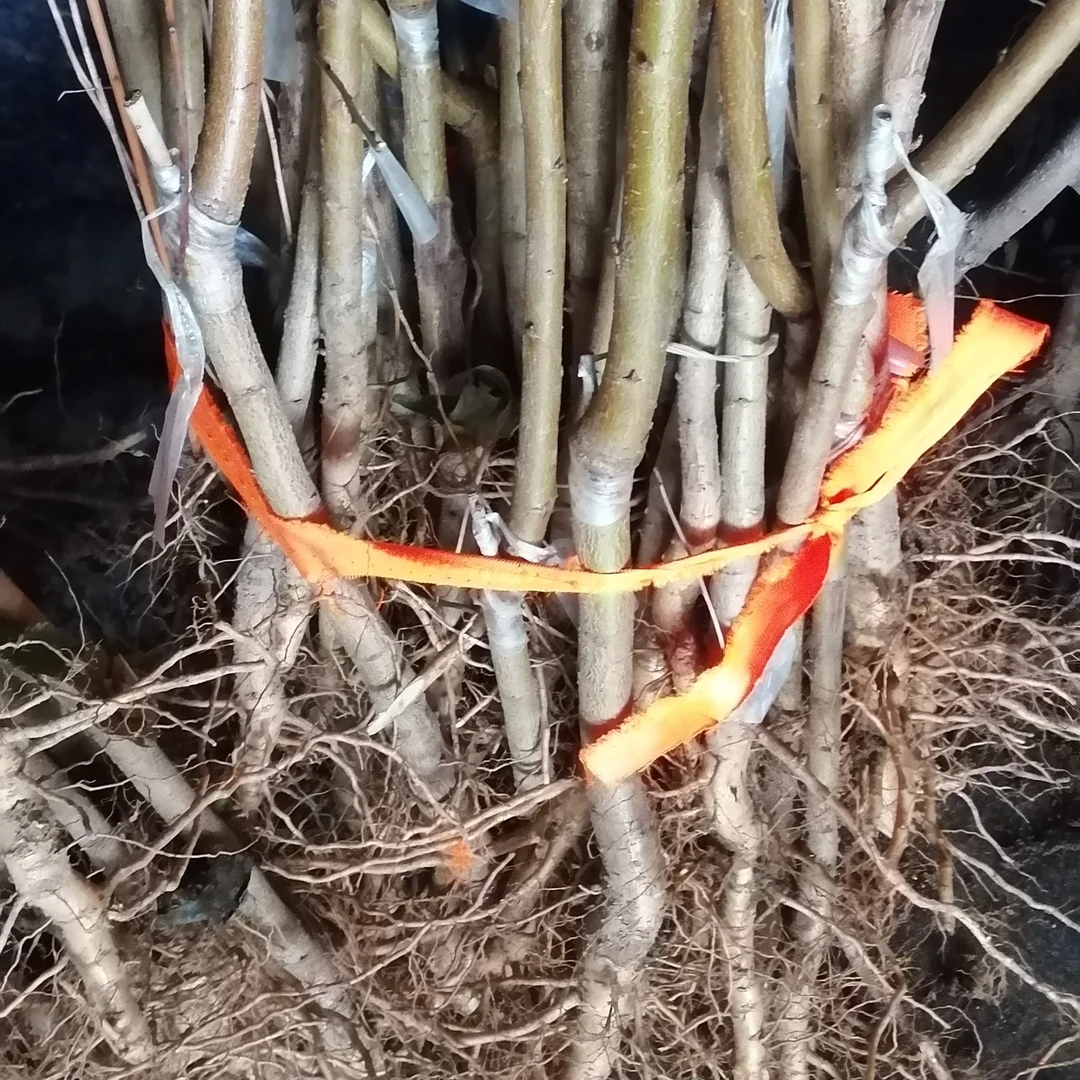 白凤*嫁接*水蜜桃地栽盆栽南北方种植