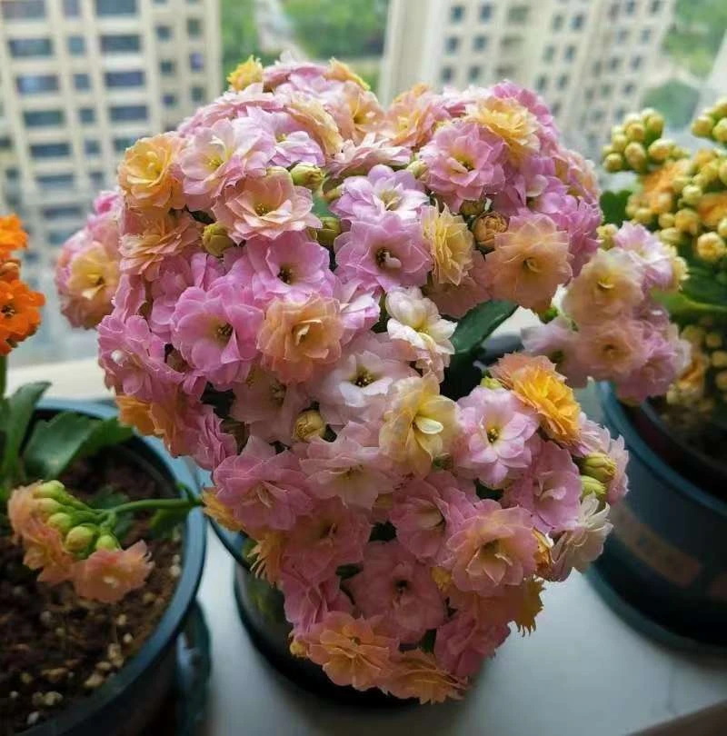 【彩虹糖110盆】变色系列 稀缺品种 室内懒人花盆栽