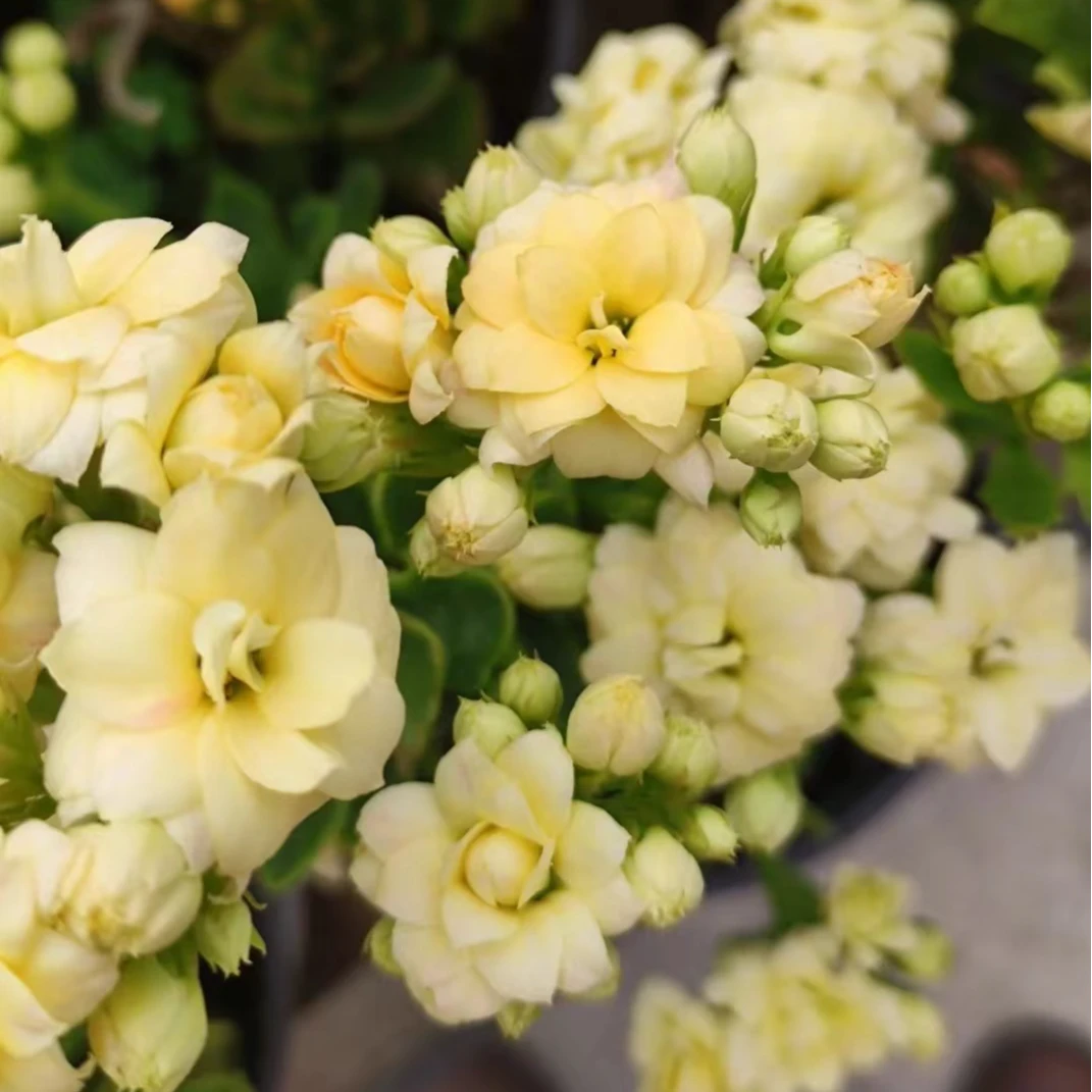 【芷云110盆】一代种苗长寿 三鱼一兽 室内懒人花盆栽