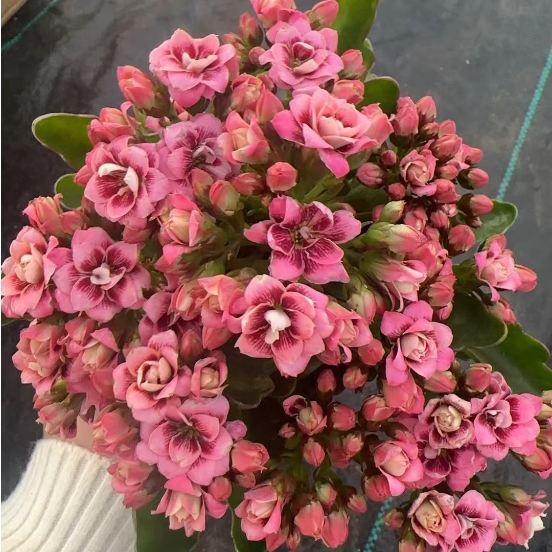 【阿雷克斯110盆】猫眼稀有品种长寿 室内懒人花盆栽