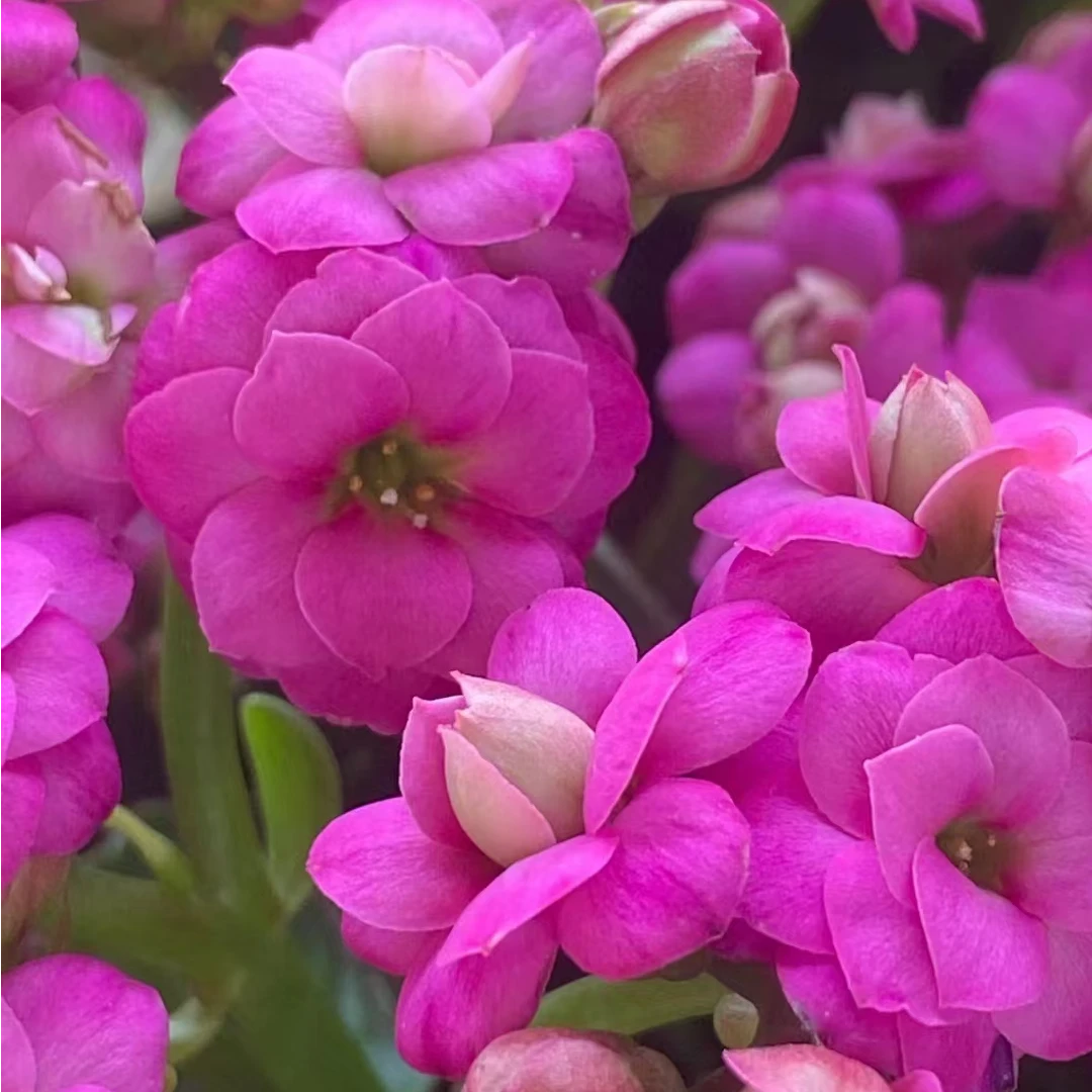 （方帝娜）基地直发一代种苗长寿  新手入门 室内懒人花盆栽