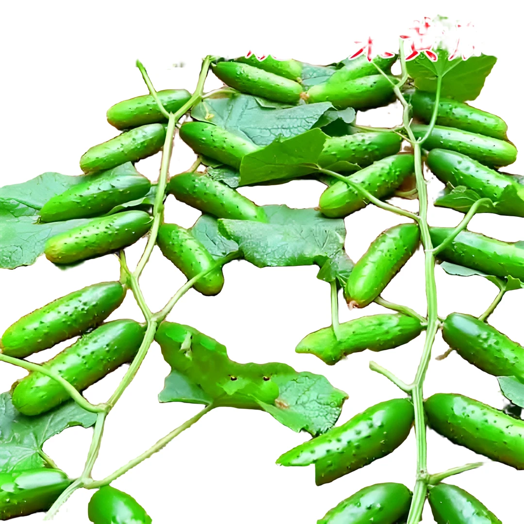 懒人黄瓜种子地爬不搭架水果黄瓜种子爬满地盆栽四季播种蔬菜种籽