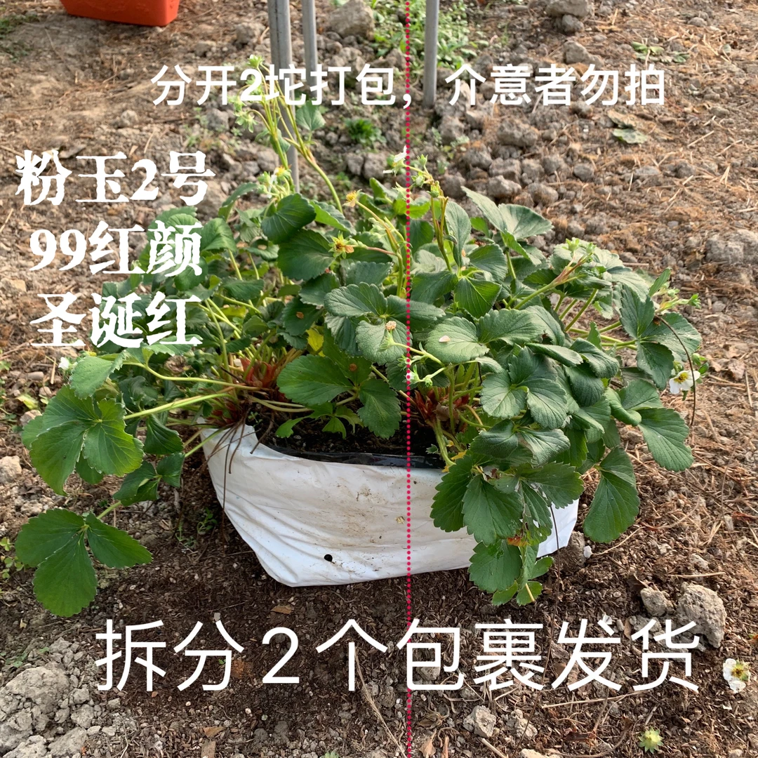 18L超大盆栽草莓种植袋带土带花植株茂盛实物正常发货超大尺寸
