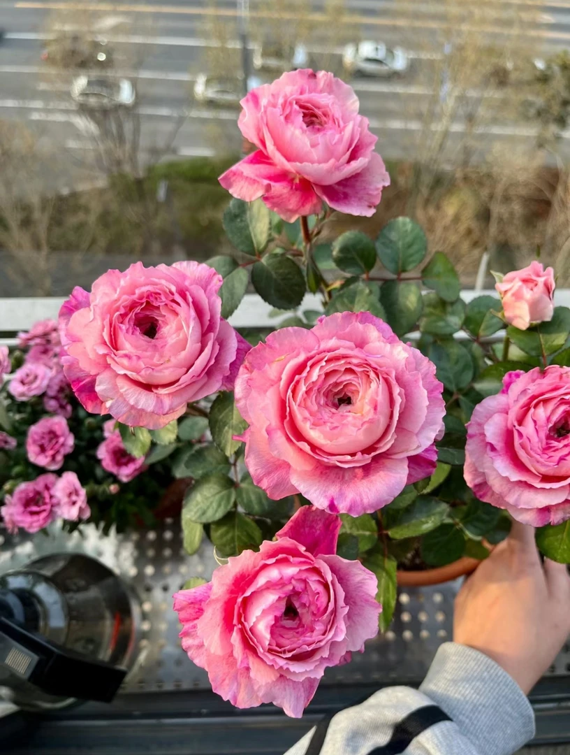 【卜丝舞裙2】大花浓香，绿植盆栽花卉原盆原土发货