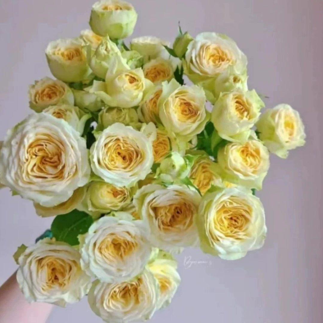 【牛油果】阳台花园庭院楼顶好养护抗病性强花卉绿植月季玫瑰盆栽