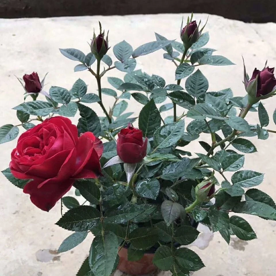 【中国红】阳台庭院抗病性强好养护盆栽绿植花卉月季原盆原土发货