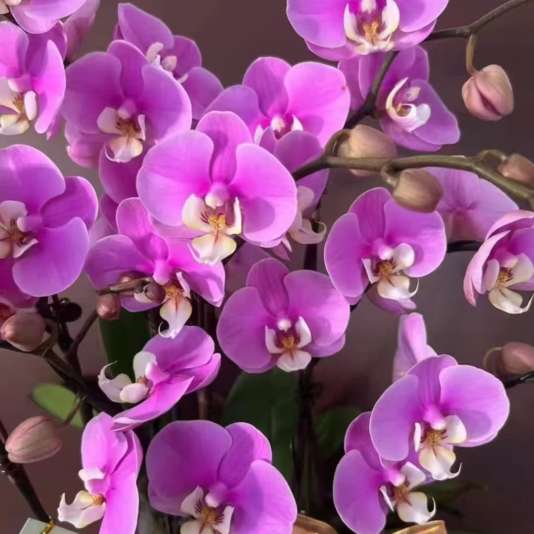 安娜 蝴蝶兰3.5加高杯 带花剑 盆栽种植