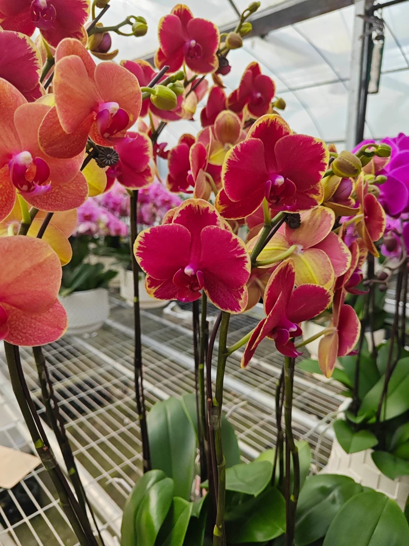 吉祥 蝴蝶兰3.5加高杯  基地直发