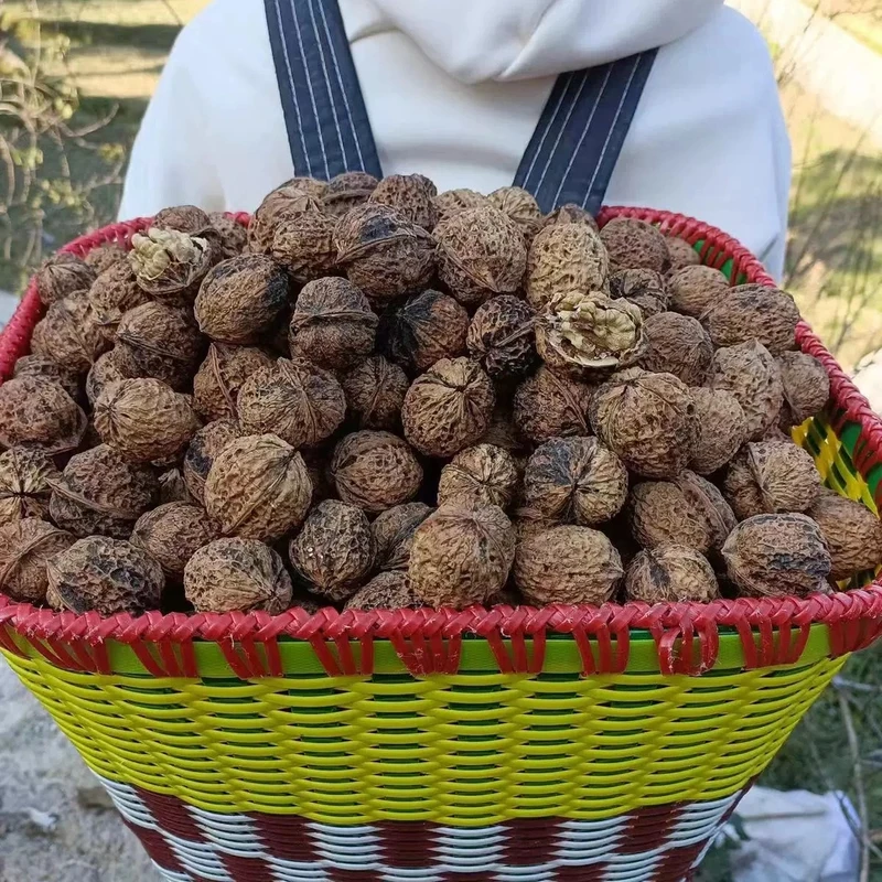 湘西大山里的农产品 农家薄皮核桃