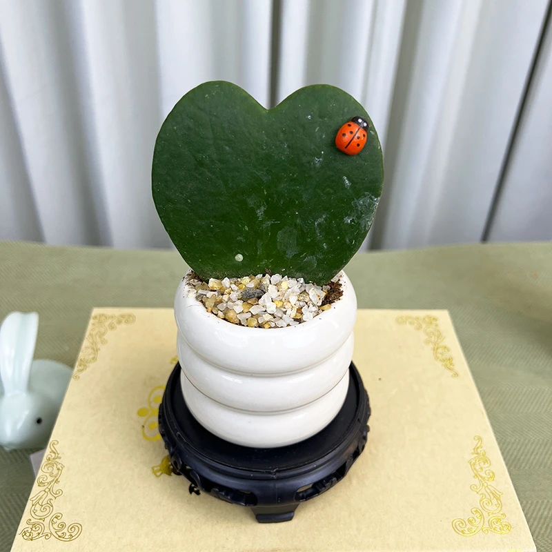 【关注送底座】【十五天养死包赔】心叶球兰桌面迷你小盆栽多肉植物