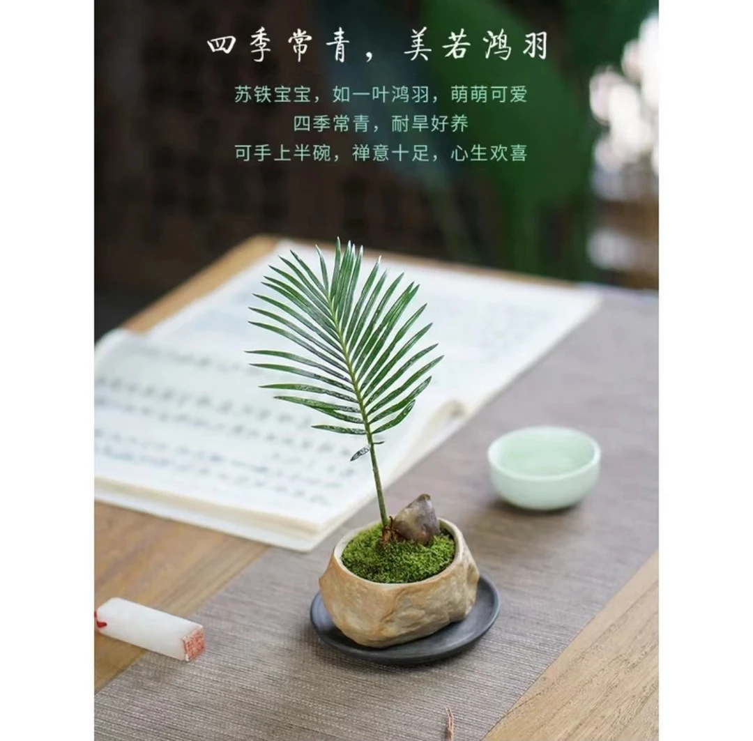 【开业福利】迷你铁树宝宝盆栽客厅办公桌四季常青花卉绿植好养易活