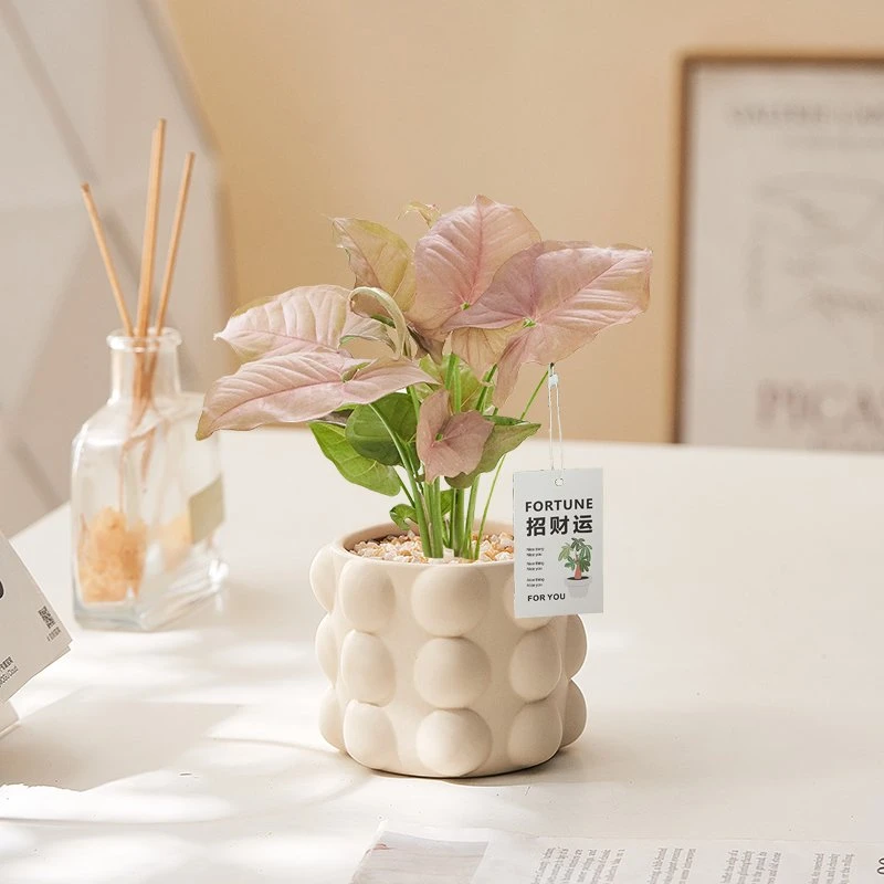 【加团送底座】粉色佳人合果芋盆栽植物绿植桌面好养净化空气