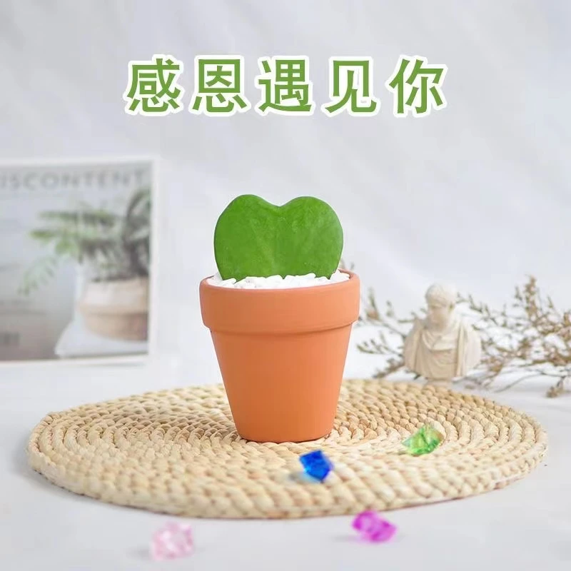 心叶球兰多肉绿植室内盆栽办公室桌面防辐射植物心形盆栽花卉创意