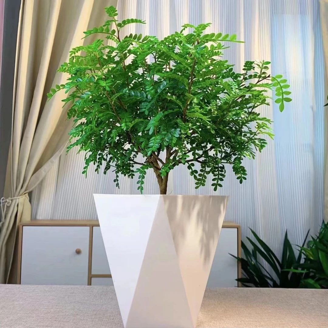 精品（老桩）清香胡椒木驱蚊绿植客厅摆件简约风方形花盆好养盆栽