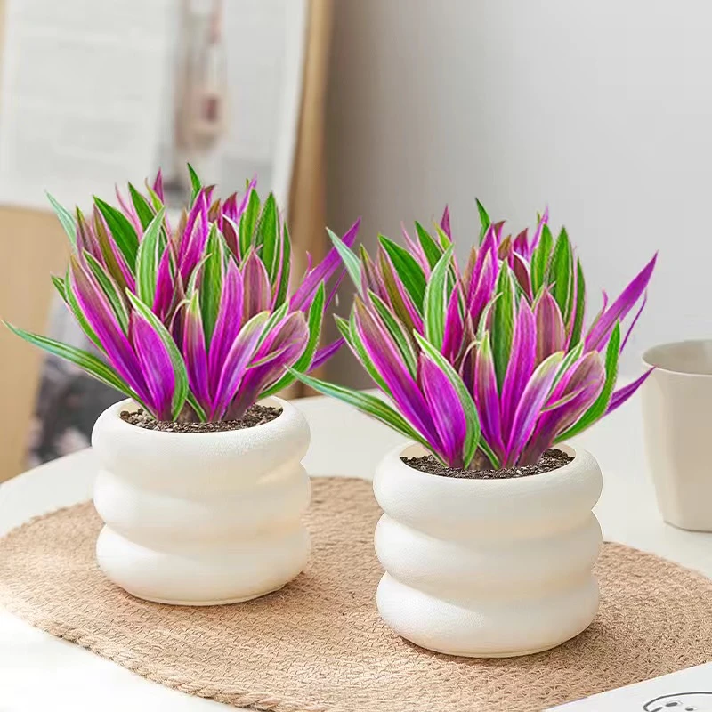 紫露兰室内客厅阳台四季好养绿植盆栽净化空气办公室桌面植物花卉