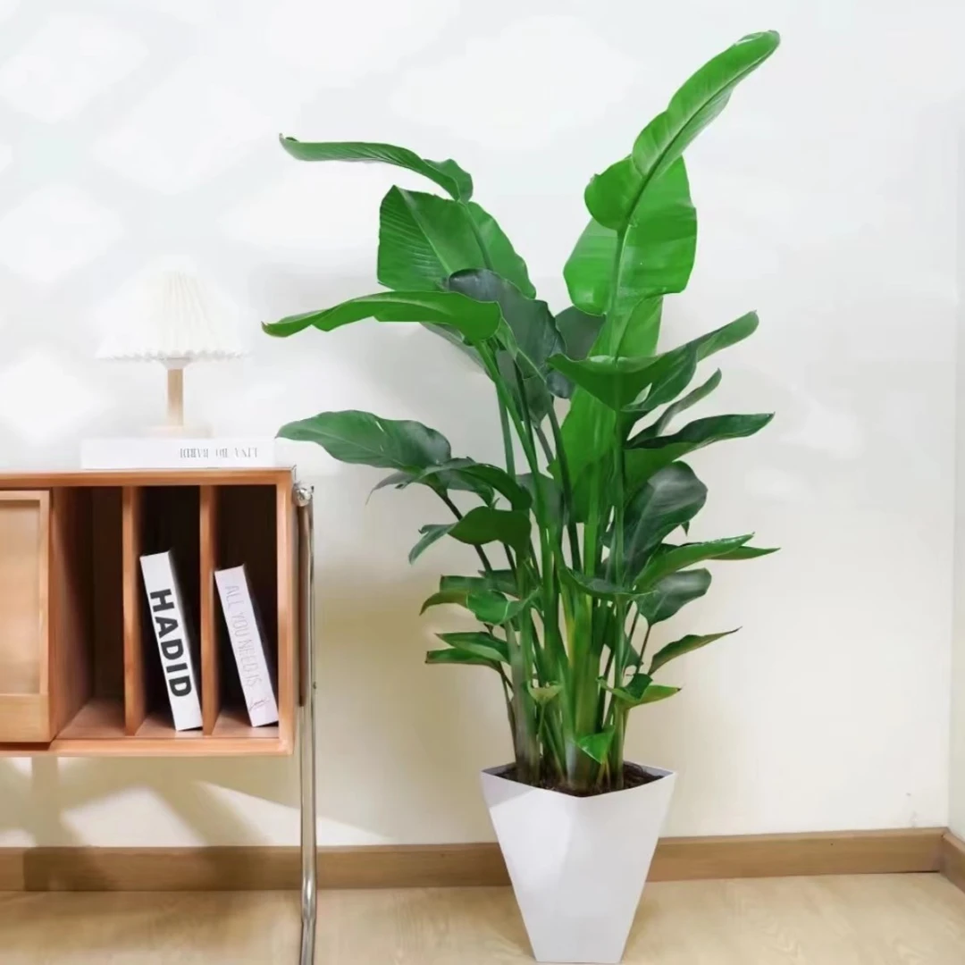 专属天堂鸟客厅室内水培花卉绿植盆栽净化空气好养耐活送礼