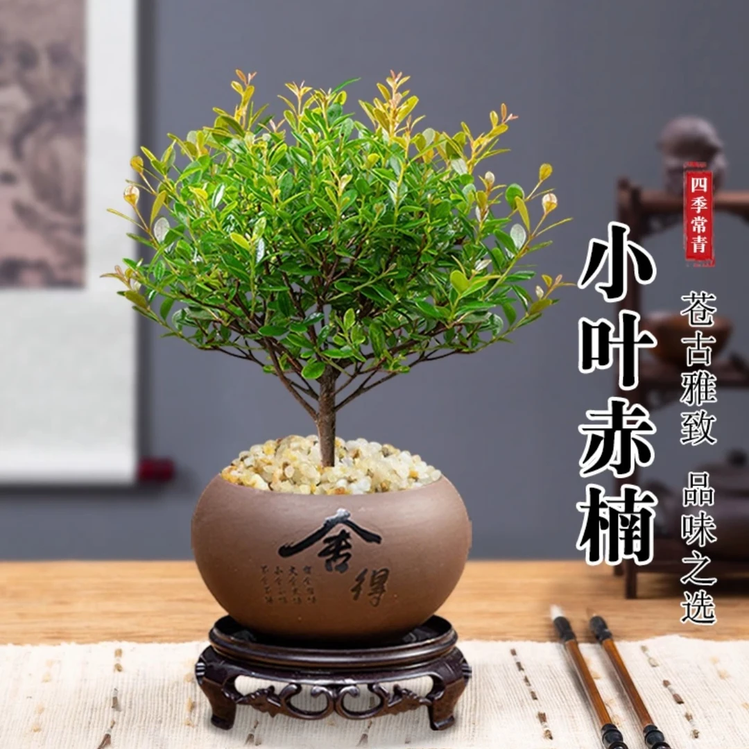 小叶赤楠小型盆景桌面绿植室内办公室净化空气吸甲醛四季好养花卉