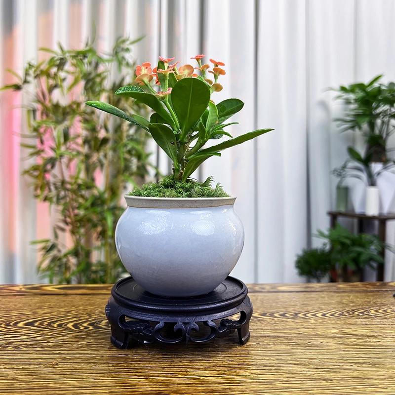 【关注送底座】【十五天养死包赔】迷你花卉客厅办公室桌面绿植鲜花盆