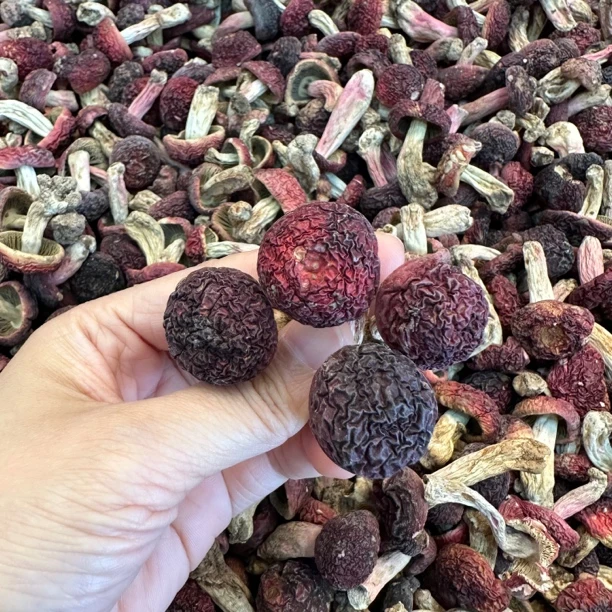 深山野生红菇福建武夷山炖汤小红菇