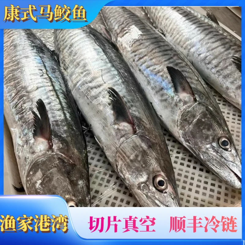 6斤正宗（康氏马鲛鱼）海南渔民七洲列岛捕捞  新鲜回港