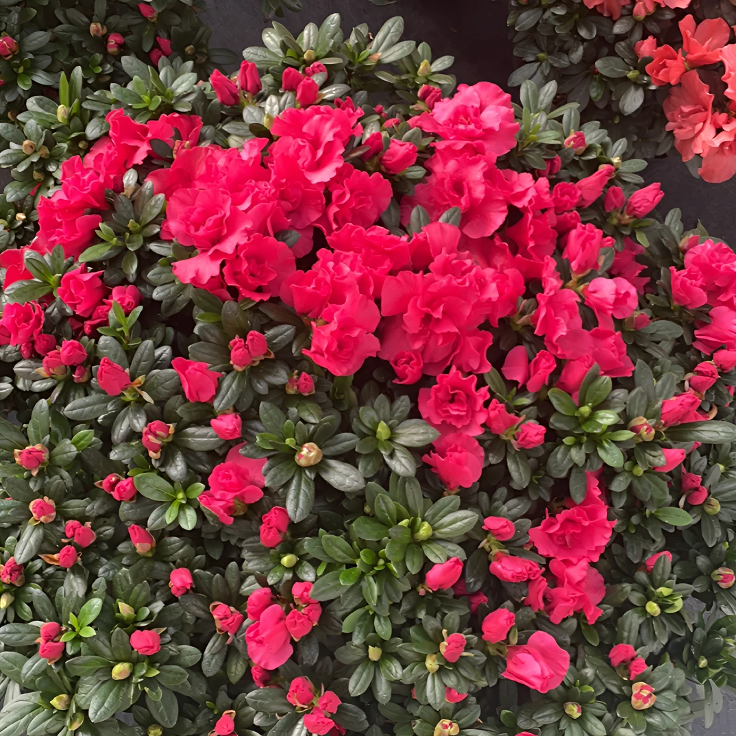 精选中国红杜鹃花耐寒耐热室内外皆可养常绿基地原盆发货