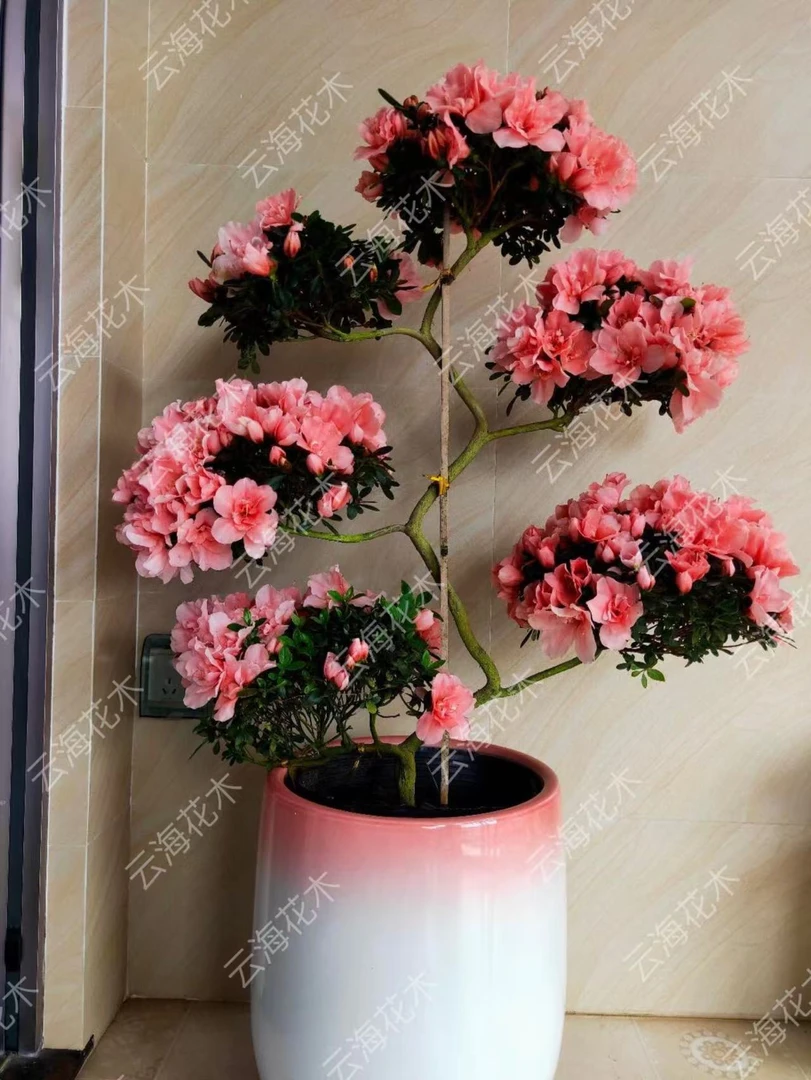 成熟老桩游龙造型樱桃粉杜鹃花室内室外四季开花包邮