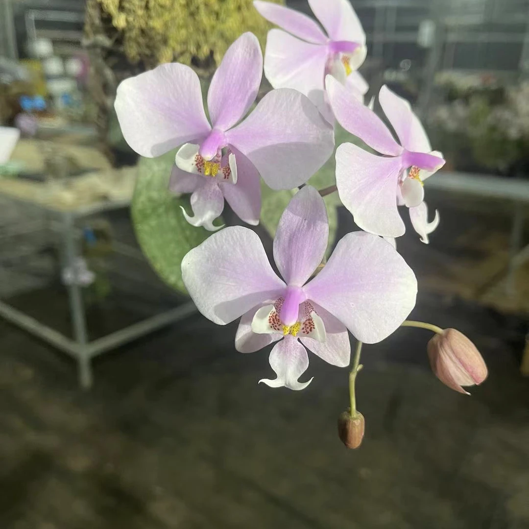 蝴蝶兰，直播间一物一拍链接