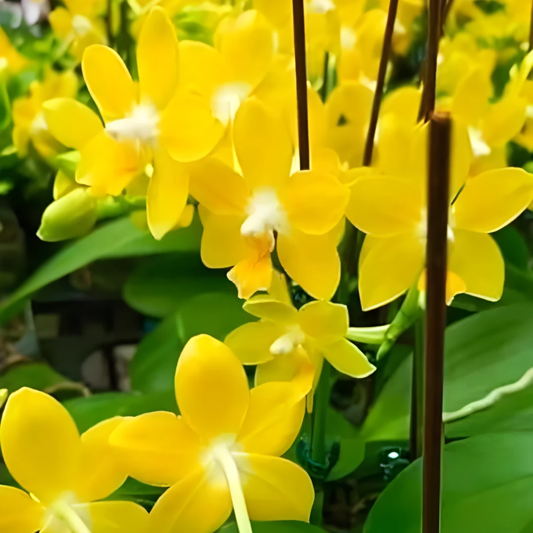 [高品兰业]黄金柳橙冰蝴蝶兰(成株20盆) 兰花批发