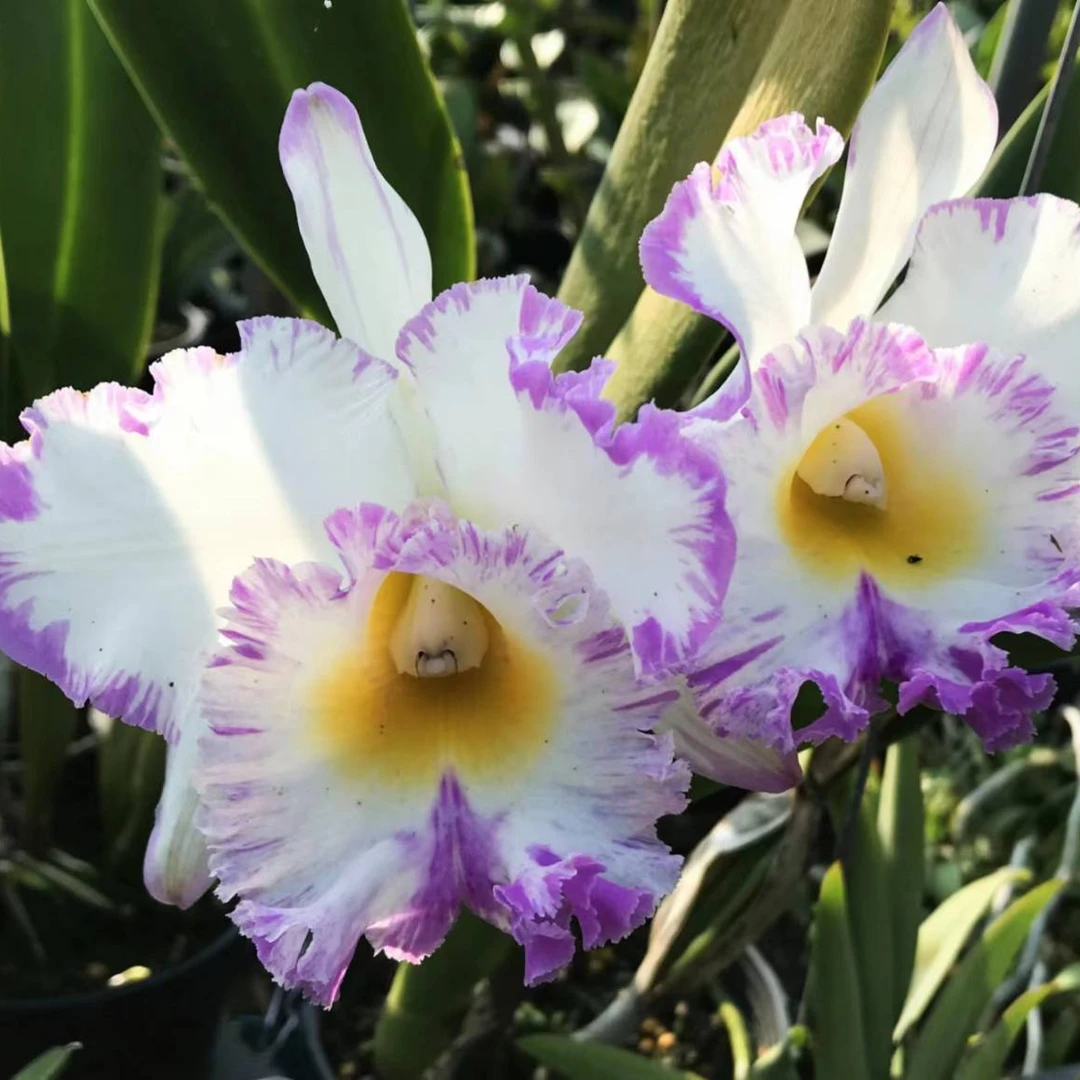 [高品兰业] 白优利泼墨卡特兰(成株20盆) 兰花批发