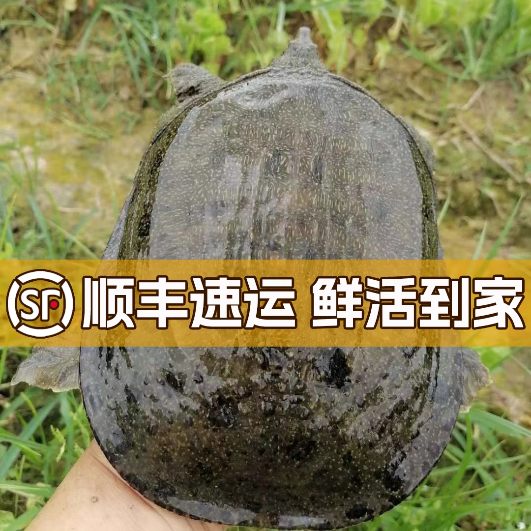 发顺丰 3只 生态鲜活甲鱼青黑背活体 鲜活到家 AK