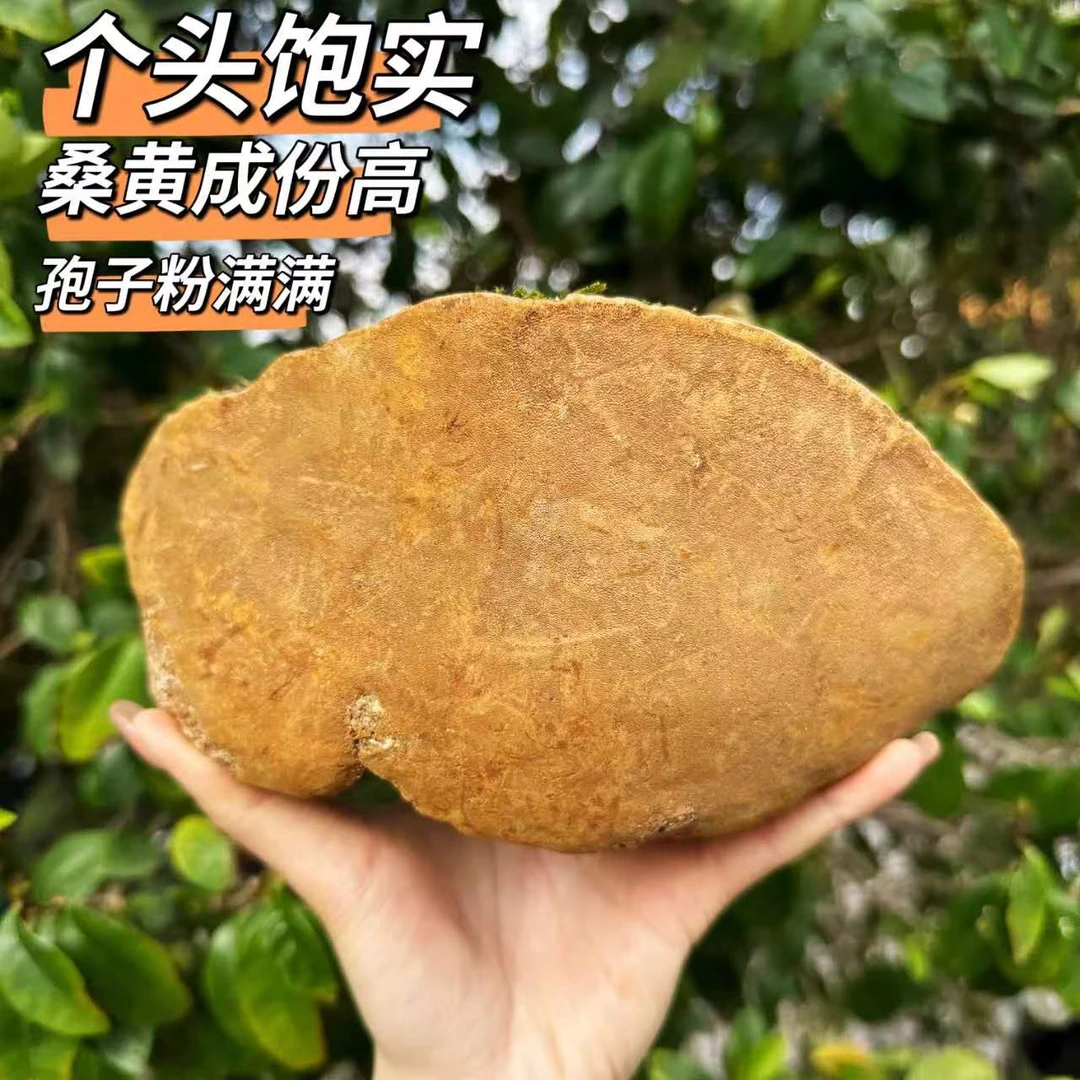 正品西藏高原桑正统西藏正品菌种可搭配龙眼煲汤