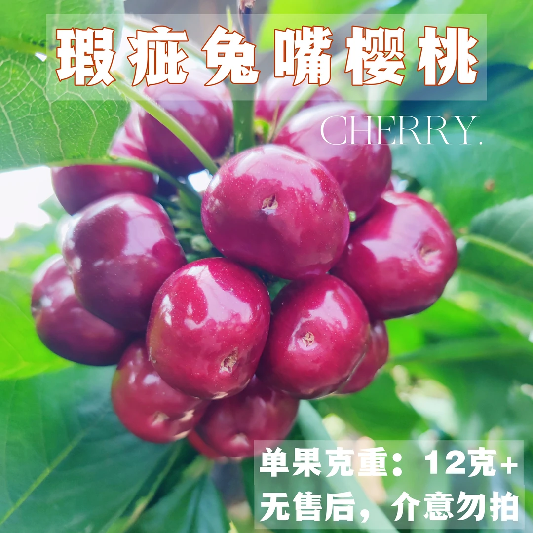 大连美早大樱桃（微瑕疵凸嘴）3J-5J、2/3斤装顺丰空运