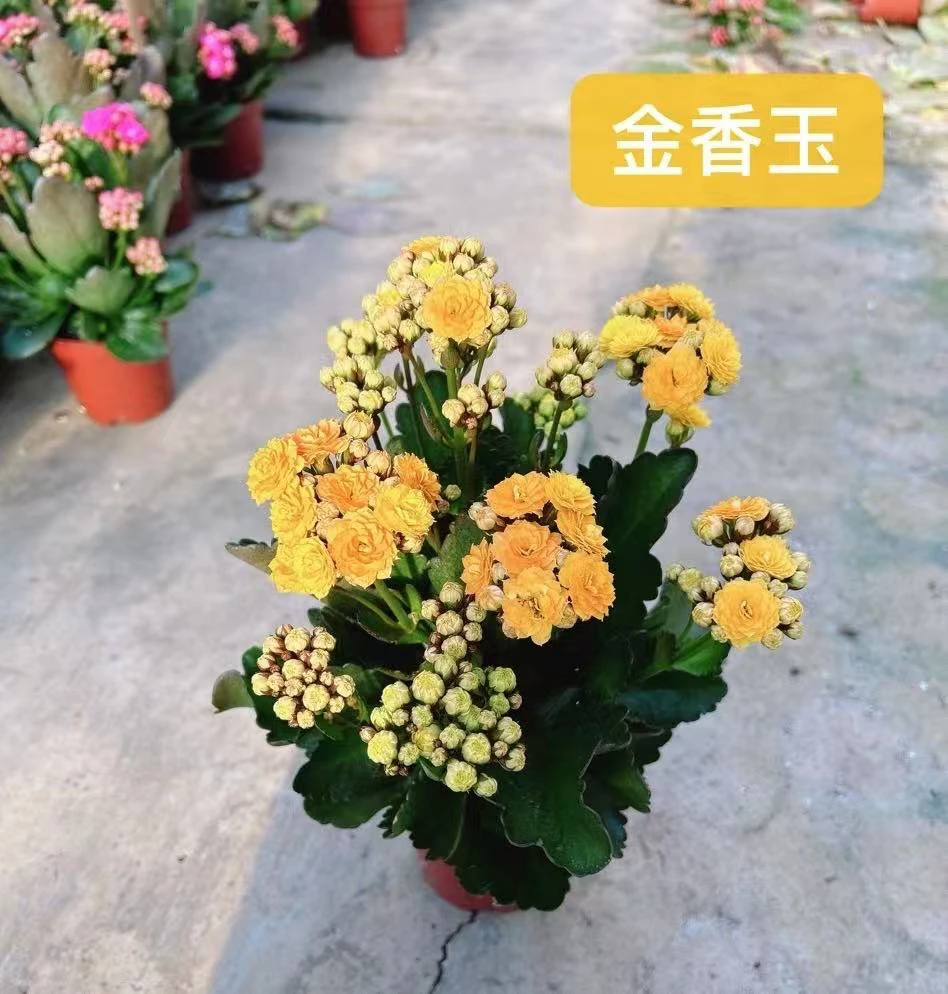 金香玉 长寿花盆栽花卉