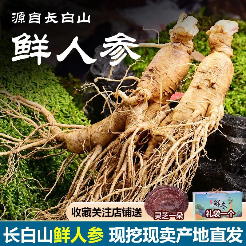 现挖长白山新鲜人参长白山人参送礼盒装鲜人参泡酒炖汤带土人参